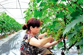 探索新模式、培育新业态——内江全域布局特色鲜明的现代农业园区图片