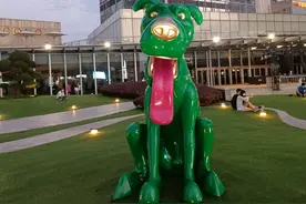 成都 绿狗 小狗 苍狗图片