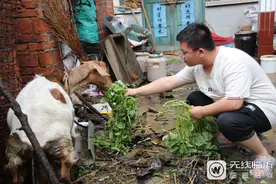 两只母羊是家里主要收入来源 临沂学子许延涛：生活虽苦，未来很甜图片