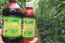 用了这项技术，豆角花多结荚多病害少图片