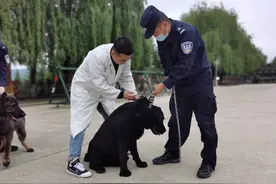 通化边境管理支队榆林边境检查站14条警犬集体打疫苗图片