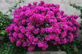 1种花树，越养越贵，花团锦簇，几年长成老桩树，给多少钱都不卖图片