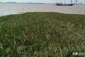 感受七年前江苏的大海，茫茫的沧海和青青的海岸图片