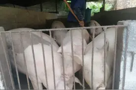 发过非洲猪瘟的养殖一场，复养失败你找到原因的吗？图片