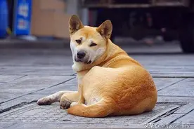 这年头狗子也上街买菜？看到狗狗努力的样子，铲屎官笑了图片