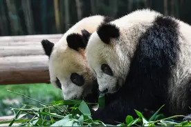 熊熊熊熊熊熊熊熊熊熊猫出没！图片
