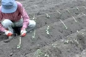 红薯苗期管理重点措施图片