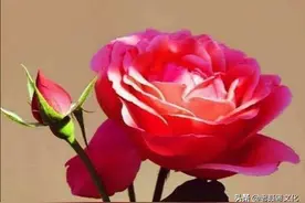 现在还有人会敹裤脚吗？图片