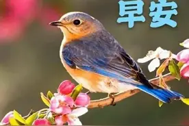 祝福表情包｜我早已为你种下，九百九十九朵玫瑰图片