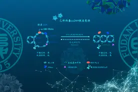 “匿影求生”：复旦大学袁正宏/陈捷亮团队揭示乙肝病毒微染色体逃避清除的表观调控机制图片