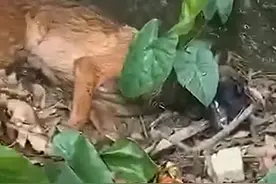 瞬间破防！警犬挡在民警身前，不幸牺牲……图片