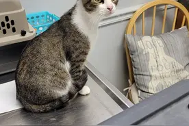 机智流浪猫骗暖男收养，勘察暖男实力后，隔天带四个娃上门图片