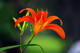 中国的母亲花～萱草花图片