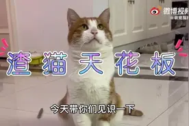 渣猫天花板？！一只流浪橘猫竟然撩了5个小姐姐图片