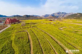 青岛油菜花开了！西海岸生态观光园3月28日恢复开放图片
