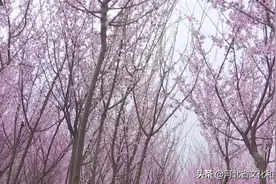 一场梅花的盛宴！河北省第六届梅花鉴赏节在衡水安平举行图片