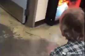 流浪汉时隔多年和狗狗相见，狗狗条件很好，结局不出人所料图片