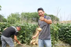亩产超万斤，剥皮就能吃，曾被农民视为“发财果”，种子却有剧毒图片