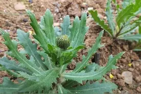 农村常见的刺儿菜有什么利用价值图片