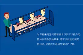 干货 | 提升三元母猪繁殖水平的方法图片