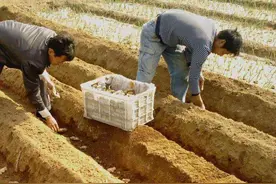 生姜功能多，前景广阔，收益高，要想获得高产优产做好以下工作图片