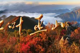 捡耙活！四川游客 重庆巫山邀你来“耍”免费脆李等你来拿图片