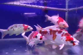 因为喂食过量水质发白，然后鱼儿趴缸、红血丝，如何迅速处理？图片