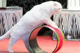 辟谣：猫咪无法被训练？其实可以，铲屎官要抓住黄金时期图片