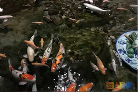 北京海洋馆“锦鲤迎春”活动，花样亲子互动，打造在京过年放心游！图片