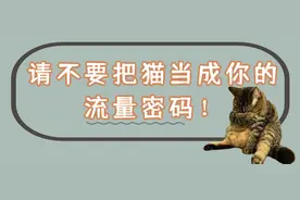 请不要把猫当成你的流量密码图片