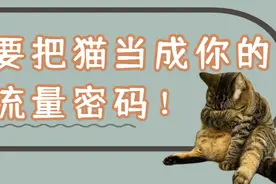 请不要把猫当成你的流量密码图片
