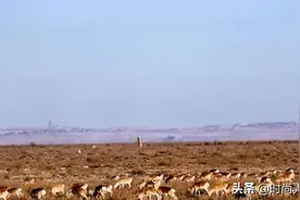 中蒙边境惊现“神秘物种”,阵势浩荡，专家至少有6000只图片