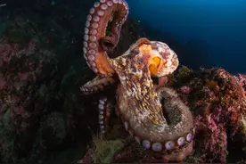 美国水族馆馆内鲨鱼接连死去，请来纪录片摄影师才发现，元凶是它图片