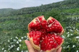 不用吐籽，一咬就“爆”的突尼斯软籽石榴，一口一大把，超过瘾图片