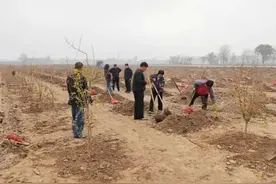 想种“网红水果”软籽石榴？掌握这四点种植技巧很重要图片