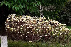 国人心中的“神秘花”，颜色淡花味浓，老人常说打结能减少做梦图片