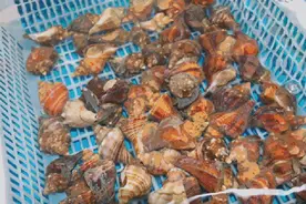 紧急提醒！这种海鲜近期不要食用，毒素超标图片