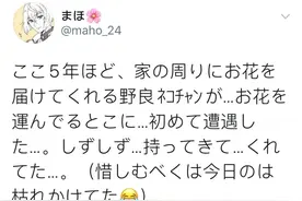 原来现在猫猫谈恋爱，都流行送花了啊…图片
