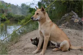 农村俗语“鸡不六载，犬不八年”是啥意思？老祖宗的话还在理吗？图片