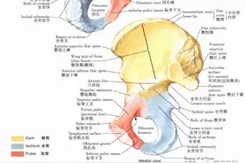 「解剖课程」奈特人体解剖彩色图谱之下肢（髋和大腿、膝）图片