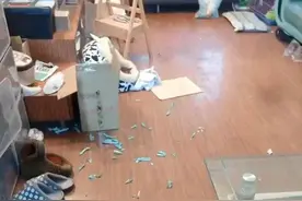 猫咪因疫情被困家中73天，独自顽强生存，再见主人，早已泪流满面图片