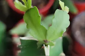 七、嫁接蟹爪兰，仙人掌、叶仙、火龙果、三角哪个砧木好？图片