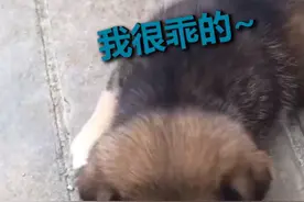 流浪狗妈妈叼着宝宝上门求收养，最后结局让人感动图片