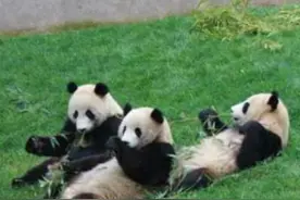 女孩不小心掉入熊猫园，万分惊险时，熊猫的举动让人很意外图片
