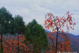 陕南旬阳县的酒—是烧酒最原始的那个味道吗？图片