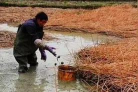 老农挖出9公斤黄金，旁边还有一“破壶”，专家：壶才价值连城图片