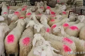 买羊指南：资深羊贩教你选羊13招！图片