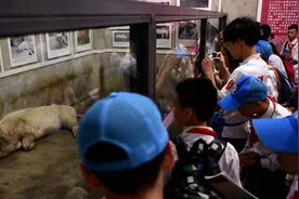 猪坚强“进入生命晚期”，猪坚强原主人说：“作为一只猪，它足够幸运了”图片