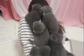 女孩趴着做作业，妈妈进来后，一看背上乐了：陪读还挺多呀图片