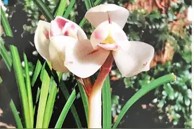 不断“自我超越”的“兰花皇后”——粉荷图片